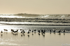 0601-Goelands-03-scaled