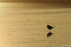 0712-Becasseau-minute-scaled