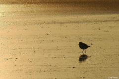 0712-Becasseau-minute