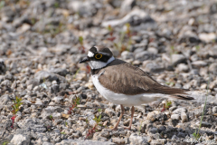 0805-Petit-gravelot-18-scaled