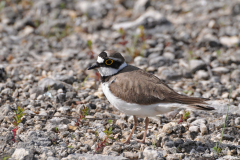 0805-Petit-gravelot-18