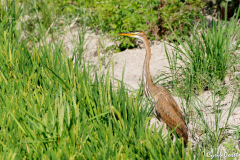 0808-Heron-pourpre-Ebre-02_01-scaled