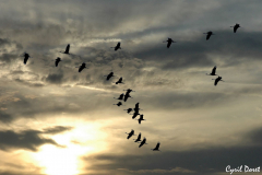 0902-Grue-cendree-04-scaled