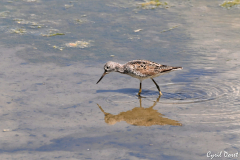 0905-Chevalier-aboyeur-03-scaled