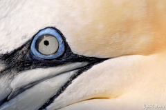 0909-Fou-de-Bassan-01a-scaled