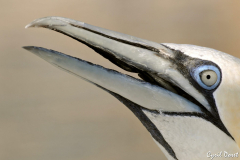 0909-Fou-de-Bassan-02a-scaled