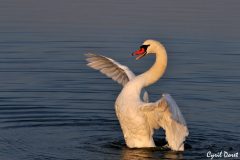 0910-Cygne-tubercule-13-scaled