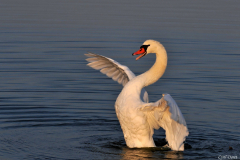 0910-Cygne-tubercule-13