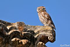 1003-Cheveche-Athena-Volubilis-03_01-scaled