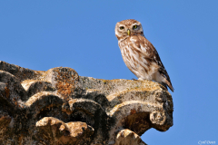 1003-Cheveche-Athena-Volubilis-03_01