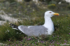 1005-Goeland-leucophee-03-scaled