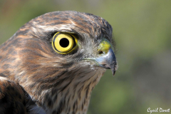 1010-Faucon-crecerelle-01_01-scaled