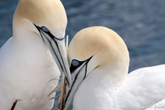 1105-Fou-de-Bassan-Carry-14-scaled