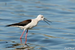 1106-Echasse-blanche-34-scaled