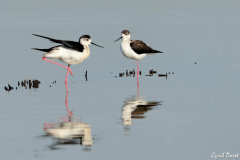 1205-Echasse-blanche-15-scaled