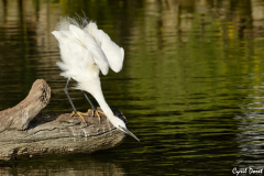 1208-Aigrette-garzette-04-scaled
