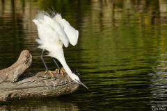 1208-Aigrette-garzette-04