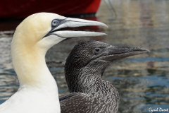 1208-Fou-de-bassan-Carry-le-Rouet-10-scaled