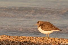 1301-Chevalier-guignette-03_01-scaled