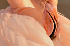 1302-Flamant-rose-04-scaled