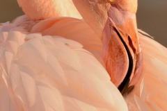 1302-Flamant-rose-04