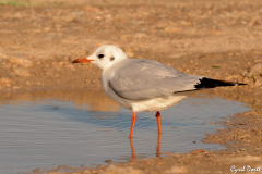 1302-Mouette-rieuse-03-scaled