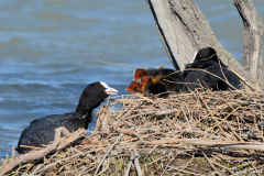 1305-Foulque-03-scaled