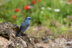 1305-Monticole-bleu-Rome-02-scaled