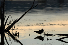 1311-Poule-deau-01-scaled