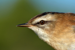 1410-Lusciniole-a-moustache-02_01-scaled