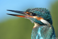 1410-Martin-pecheur-02-scaled