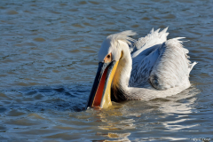 1412-Pelican-Salins-du-lion-06