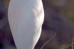 1501-Heron-garde-boeuf-03_01-scaled
