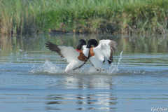 1504-Tadorne-de-belon-03_01-scaled