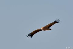 1508-Vautours-Remuzat-17-scaled