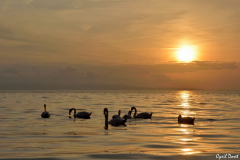 1512-Cygne-tubercule-01-scaled