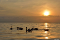 1512-Cygne-tubercule-01
