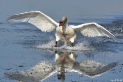 1603-Cygne-tubercule-01-scaled