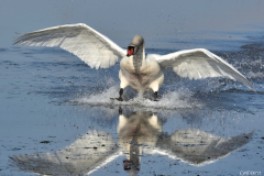 1603-Cygne-tubercule-01
