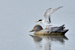 1605-Sterne-naine-03-scaled