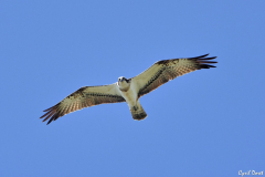 1704-Balbuzard-pecheur-01-scaled