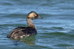 1705-Grebe-a-cou-noir-05_01-scaled