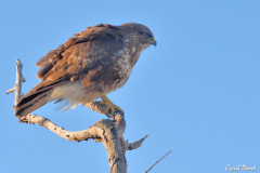 1802-Buse-variable-01_01-scaled