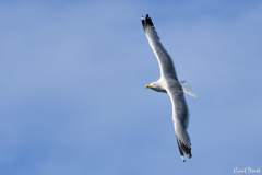 1806-Goeland-leucophee-01-scaled