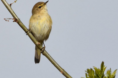 1903-Pouillot-veloce-02-scaled