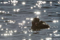 2003-Grebe-a-cou-noir-04_01-scaled