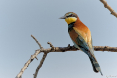 2006-Guepier-deurope-12-scaled