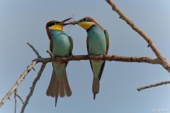 2006-Guepier-deurope-21a-scaled