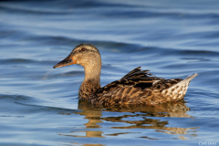 2007-Colvert-03