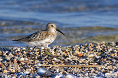 2009-Becasseau-variable-02-scaled